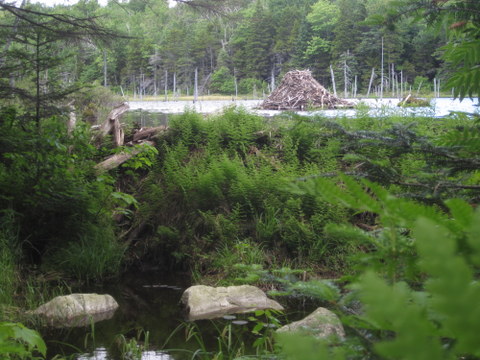 beaver dam and lodge