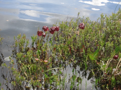 unknown marsh flowers