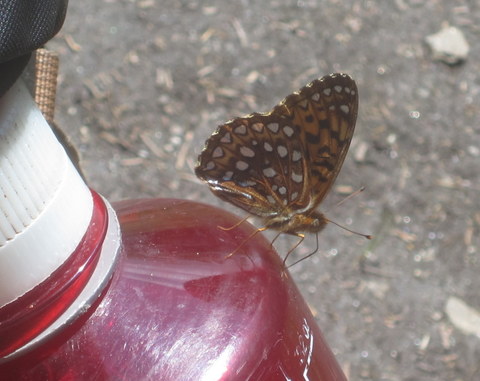 A very friendly butterfly - later it rested on my leg for a while.