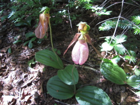 ladyslipper orchids