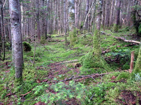 The Green Mountains are green