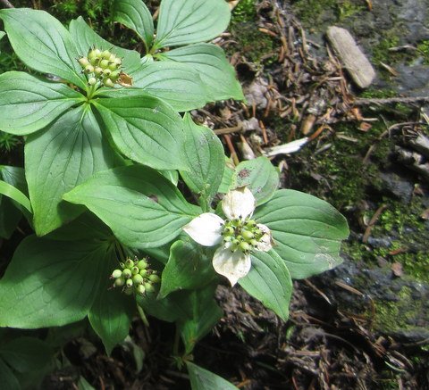 Bunchberries